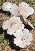 Toadstool.jpg