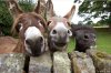 donkeys.jpg