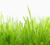 dewy_grass_hd.jpg