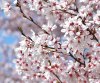 CherryBlossoms.jpg