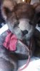 IMG_20121208_teddyRMHblue_small.jpg