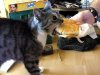 cat-cheeseburger.jpg