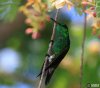 tobago hummer.jpg