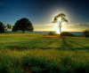 hawaii suntree.jpg