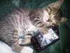 kitteh luvs Android.jpg