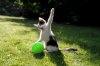 cats-balloon-attack-877699.jpg