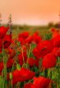 Poppies-3Wallpapers-iPhone-Parallax.jpg