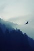 Animals-Birds-Eagle_in_the-Fog-3Wallpapers-iphone-Parallax.jpg