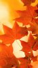 autumn_leaves_brightness_76503_1080x1920.jpg