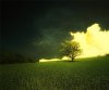 tree.jpg
