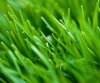 wallpaper_bentgrass.jpg