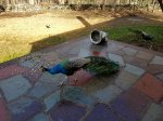 20161227-peacock.jpg