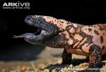 Gila-monster-captive.jpg