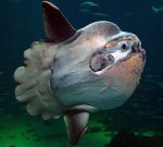 oceanic-sunfish.jpg