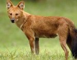 dhole4.jpg