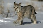 eurasian_lynx_in_snow.jpg