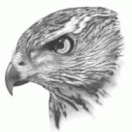 Goshawk