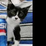 stevepse