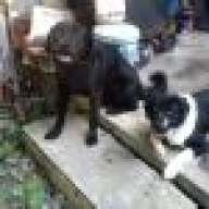 2dogrolling
