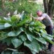 hosta