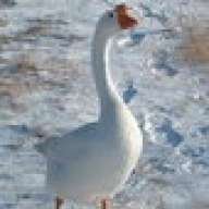 Stray Goose