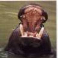 hippo_potamus