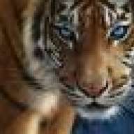 Siberian Tiger