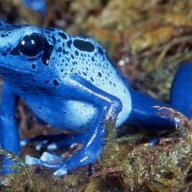 Frog666