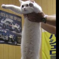 longcat34