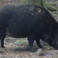 Big Boar