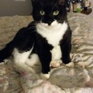 3kittymama