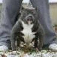 doggk9