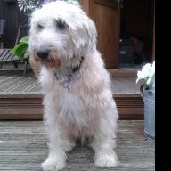 MyDogJosh
