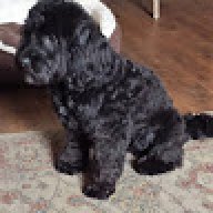 Cavapoo Club