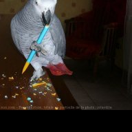 AngryParrot