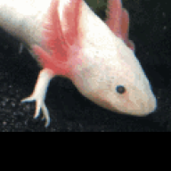 Ethan_the_axolotl