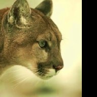 DCCougar