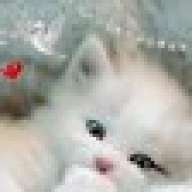 clarkeskitty