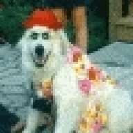 GuyWithDogs
