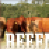 Beefmaster