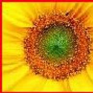 Sunflower1970
