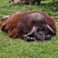 acidophilusrex