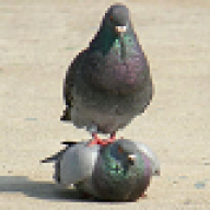 AwkwardPigeon