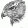 Goshawk