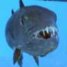 snappingfish