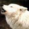 WhiteWolf