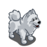 samoyedpuppy