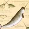 aknarwhal