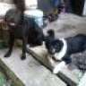 2dogrolling
