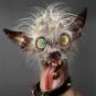 CallBob
